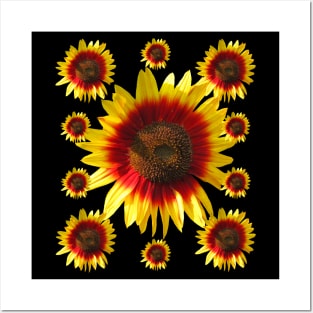 colorful, blooming sunflowers, sunflower, flowers Posters and Art